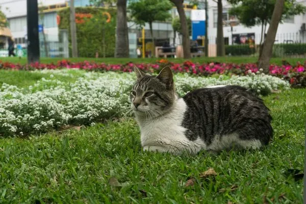Kennedy Park: Cat's park